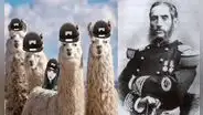 Tiktoker habla sobre el “ejército de llamas con sombreritos” que habría ido a la guerra