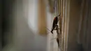 ¿Cómo eliminar las cucarachas de mi casa? 8 remedios caseros para matar estos insectos