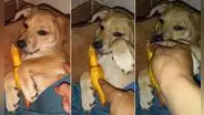 TikTok viral: hombre bendice a su cachorro a la hora de dormir y este ‘pide’ que haga lo mismo con su juguete