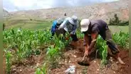 Guerra en Ucrania: consecuencias en la agricultura y en la seguridad alimentaria del Perú