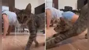 Gato ve a su dueña haciendo un paso de baile en el piso y se pone a su lado para imitarla