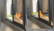 Perrito decide llevar su cama al patio de su casa para descansar mientras ‘toma el sol’