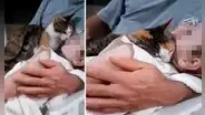 Gato ve que la hija de sus dueños está dormida y se acurruca a su lado para protegerla