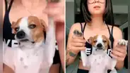 Perro muestra su aburrimiento cuando su dueña quiere bailar con él y hace reír en TikTok