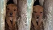 Pequeño cachorro se ‘enoja’ y cautiva a miles en TikTok con sus tiernos ladridos 