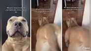 Perrito baila el popular paso de Anitta y recibe miles de elogios en TikTok