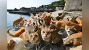 Isla de los Gatos se convierte en el destino más deseado de millones de usuarios en TikTok