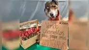 Perro ‘vende’ caramelos para poder conseguir dinero y pagar sus quimioterapias 