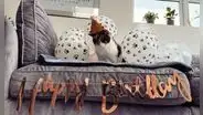 Tiktoker celebra los 23 años de su gatita y decora la sala con globos personalizados