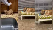 Jóvenes se divierten en reunión y dejan a su perro viendo una película en el celular