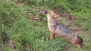 Run Run se convierte en la atracción turística de Granja Porcón