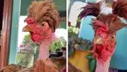 Joven hace divertidos peinados a su gallina y se vuelve ‘famosa’ en TikTok