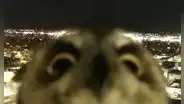 Curioso búho inspecciona una cámara de monitoreo del clima y se vuelve viral en TikTok