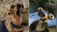 Perrito es comparado en TikTok con la abuelita de Sid, personaje de “La era del hielo”