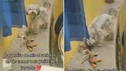 Perrita coloca a su patito de juguete en un plato para que coman juntos