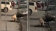 Perro conmueve en YouTube al tratar de reanimar a su ‘amigo’ que fue atropellado por un auto