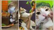Festejan cumpleaños número 3 de un gatito con temática de “El chavo del 8”