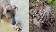 Perrita conoce a mapache bebé que fue abandonado y lo ‘adopta’ para cuidarlo como a su cría