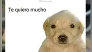¿Qué pasó con el perrito que protagoniza el meme “Te quiero mucho”?