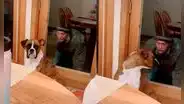 Perrito se lleva terrible susto al ver la cara de su dueño a través de puerta de vidrio
