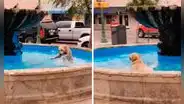 Perro ve que no hay nadie en la calle e ingresa a una pileta sin permiso para jugar solo