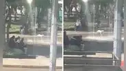 Perro sin hogar conoce a niño en el parque y se ponen a jugar juntos en la pileta  