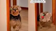 Perrito lleva peluche al cuarto de su dueña para convencerla de dormir a su lado