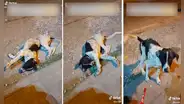 Perrito genera confusión en TikTok al mostrar su peculiar posición para dormir en el piso