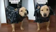 Joven crea un impermeable con bolsas de basura para proteger a su perrito de la lluvia