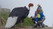 ¿Quién está detrás del ‘Cóndor humano’, el personaje que causa furor en el Valle del Colca?