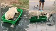 Perrito quiere que todos sus amigos se bañen y los lleva a su tina llena de agua