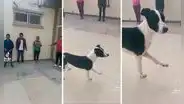 Perro callejero se infiltra a clase de funcional training y copia la rutina del entrenador