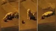 Joven capta a gatito callejero jugando con una rata y escena impresiona en Facebook
