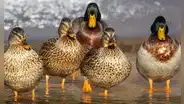 Soñar con patos: ¿la aparición de estas aves se relaciona con algo positivo?