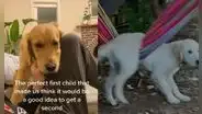 Familia adopta a su segundo perro sin imaginarse que sería más juguetón que su ‘hermano’