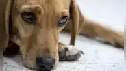 Hombre cancela boda porque la novia casi mata a su perro en la despedida de soltera