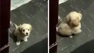Cachorro ‘enojado’ le da la espalda a su dueña para irse de la habitación al ser ignorado