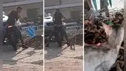 Familia rescata a gatito luego de que un sujeto se acercó a su casa para abandonarlo