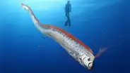 Pez remo: datos curiosos del animal que, según la cultura japonesa, anuncia terremotos