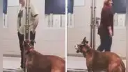 Perro pasa más de un año sin ser adoptado y guarda la ‘esperanza’ de irse con una familia 