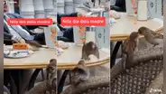 Captan a mamá pájaro ‘robando’ trozos de pastel para alimentar a su hambrienta cría 