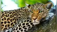 Soñar con leopardos: ¿la aparición de estos felinos se vincula con algo positivo?