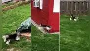 Perrito que da brincos para caminar es comparado en TikTok con un conejito