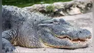 Caimán es atrapado en el patio de una vivienda en Florida, Estados Unidos