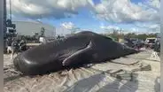Un cachalote aparece muerto a orillas de una playa en Florida