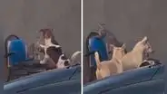 Perros defienden a un gato del ataque de un animal callejero que le quería quitar su sitio