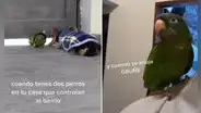 Loro ‘ladra’ junto a su amigo perruno para ahuyentar a las personas que caminan por su casa