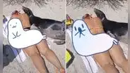 Lobo marino aprovecha la distracción de una bañista para echarse a su lado
