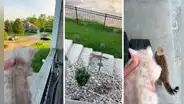 Gatita escucha el llanto de su cría a lo lejos y regresa a su casa para protegerla