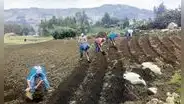 Producción del agro peruano caería 30% y desataría crisis alimentaria